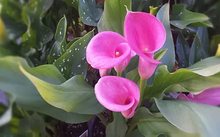 zantedeschia-pink-puppy-