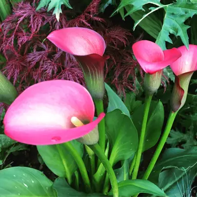 zantedeschia-pink-puppy-1