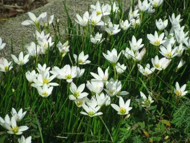 zephyranthes-candida-1