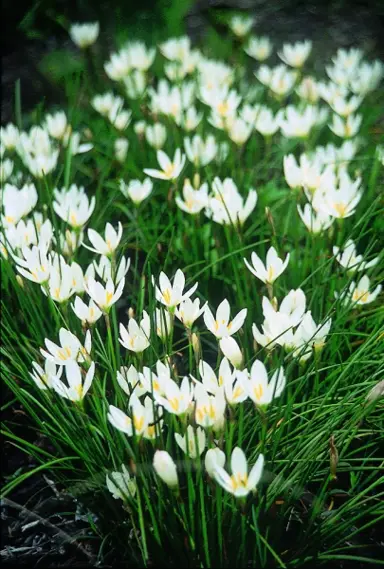 zephyranthes-candida-2