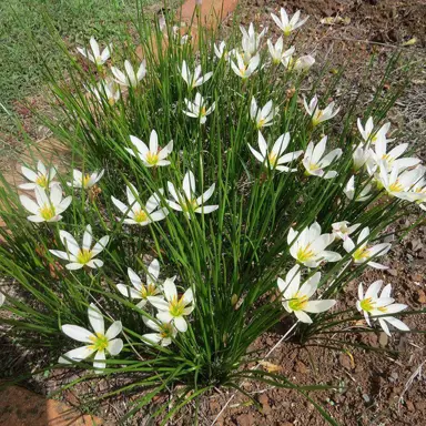 zephyranthes-candida-3