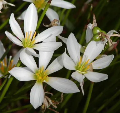 zephyranthes-candida-4