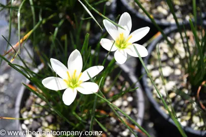 zephyranthes-candida-5