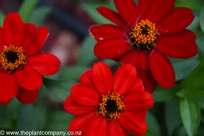 Zinnia 'Profusion Red' flowers.