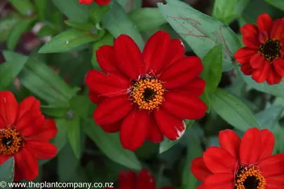 Zinnia 'Profusion Red' flowers and green foliage.
