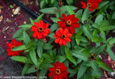 Zinnia 'Profusion Red' in a garden with red flowers and lush green foliage.