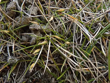 Zoysia minima grass.