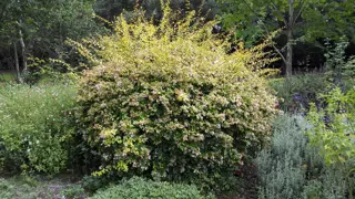 Abelia 'Francis Mason'