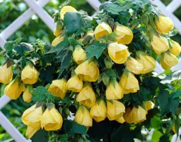 Abutilon 'Lucky Lantern Yellow'
