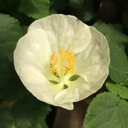Abutilon White Gold