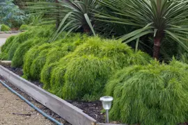 Acacia cognata 'Limelight' (Weeping Beauty)