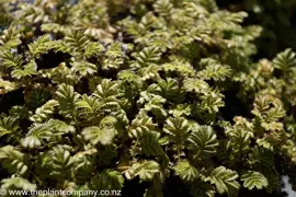 Acaena novae-zelandiae (Piripiri)