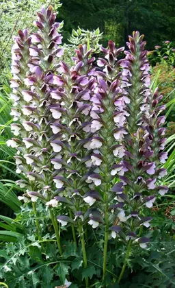 Acanthus hungaricus