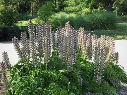 Acanthus hungaricus (Bear's Breeches)