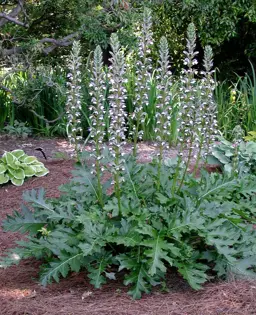 Acanthus mollis (Bear's Breeches)