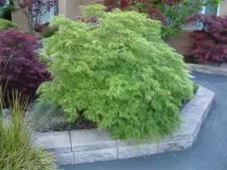 Acer palmatum dissectum 'Viridis'