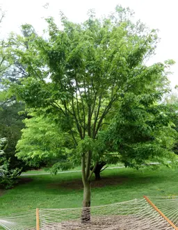 Acer davidii