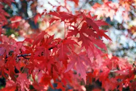 Acer Armstrong
