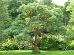 Acer griseum (Maple)