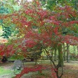 Acer grosseri 'Hersii'
