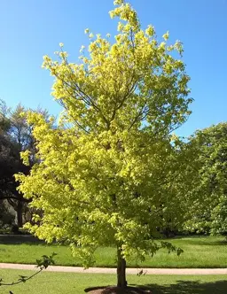 Acer negundo 'Kellys Gold' (Maple)