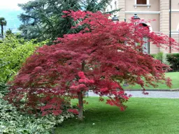 Acer palmatum 'Atropurpureum' (Japanese Maple)