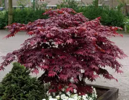 Acer palmatum 'Bloodgood' (Japanese Maple)