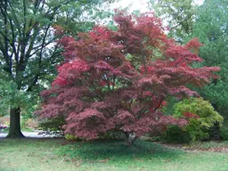 Acer palmatum 'Burgundy Lace' (Japanese Maple)