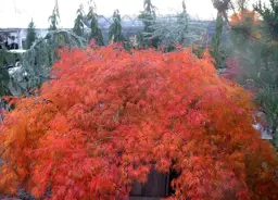 Acer palmatum dissectum 'Flavescens' (Japanese Maples)