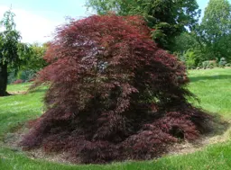 Acer palmatum dissectum 'Tamukeyama' (Maple)