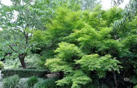 Acer palmatum 'Kamagata' (Japanese Maple)