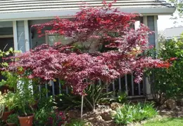 Acer palmatum 'Red Emperor' (Japanese Maple)