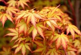 Acer palmatum 'Sango-Kaku' (Japanese Maple)