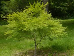 Acer palmatum 'Seiryu' (Japanese Maple)
