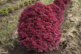 Acer palmatum 'Shaina' (Japanese Maple)