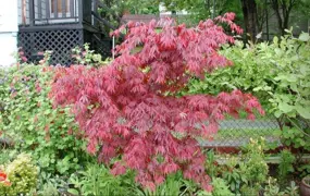 Acer palmatum 'Suminagashi' (Japanese Maple)