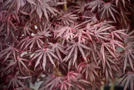 Acer palmatum 'Trompenburg' (Japanese Maple)