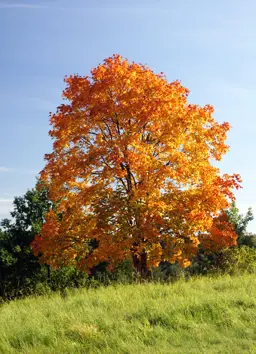 Acer platanoides (Plane-Leaved Maple)