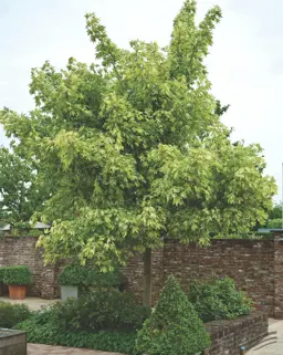 Acer pseudoplatanus 'Leopoldii' (Sycamore)