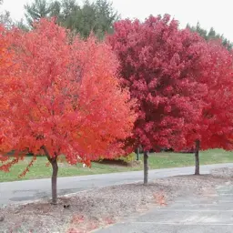 Acer Brandywine (Brandywine Maple)