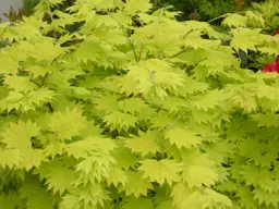 Acer shirasawanum 'Aureum'  (Golden Shirasawa Maple)