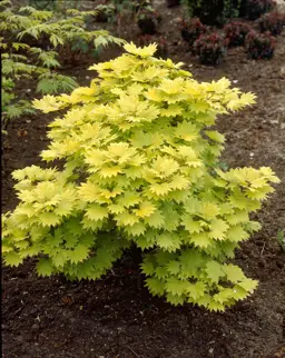 Acer shirasawanum 'Aureum'