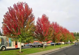 Acer freemanii Jeffersred