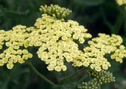 Achillea Anthea