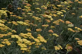 Achillea 'Terracotta'