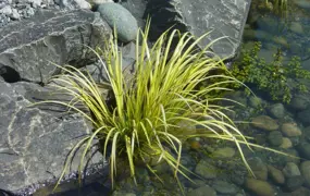 Acorus gramineus Ogon