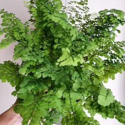 Adiantum 'Ocean Spray'