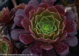 Aeonium arboreum (Irish Rose)