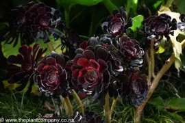 Aeonium arboreum 'Schwarzkopf' (Black Tree Aeonium)