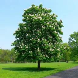 Aesculus hippocastanum (Horse Chestnut)